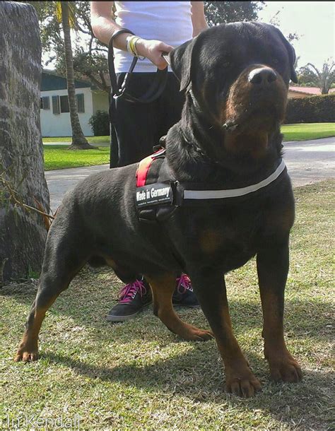 Home raised purebred rottweiler puppies for sale. Rottweiler Puppies For Sale | Miami, FL #229621 | Petzlover