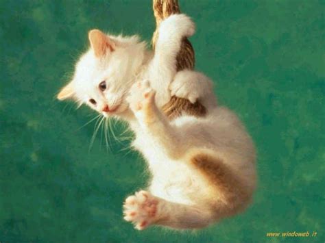 Cute Little Kitten Cute Kittens Wallpaper 16288245 Fanpop