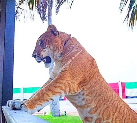 Liger Vs Tigon