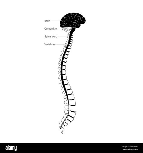 Spinal Cord Anatomy Illustration Stock Photo Alamy