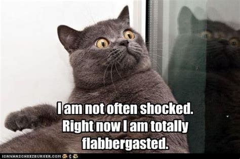 Lolcats Flabbergasted Lol At Funny Cat Memes Funny
