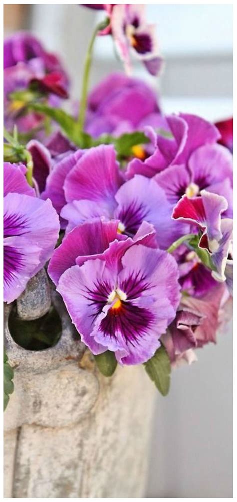 Pin by Mary Pat Bullins on Pansies | Pansies flowers ...