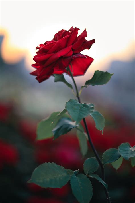 Red Rose Photos Download The Best Free Red Rose Stock Photos And Hd Images
