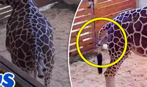 April The Giraffe In Labour Watch Pregnant Giraffe Finally Give Birth On Live Stream Nature