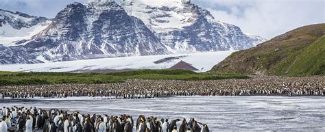 Antarctica South Georgia And The Falkland Islands Cruise Boss Travel
