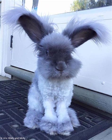 Famous Fluffy Eared Rabbit Has A New Partner—and Shes Just As Adorable