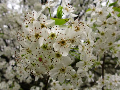 White Pear Flowers Macro Tree Trees Free Nature Pictures By