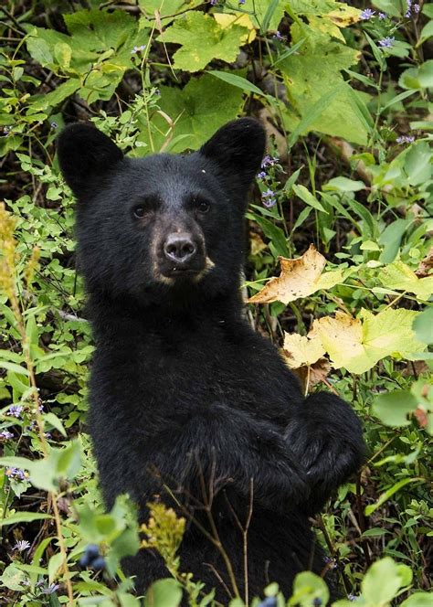 Black Bear Encounter Prevention And What To Do The National Parks