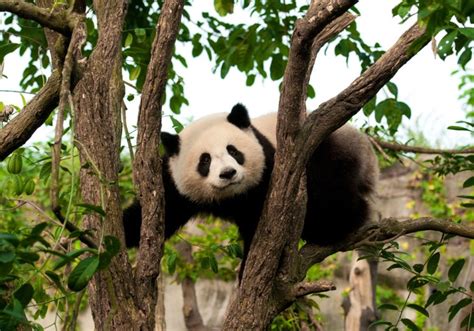 Can Pandas Help Us Make Biofuels Heres The Poop