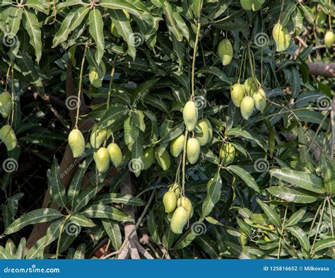 Mango Hangs On Branches Of A Tree Stock Photo Image Of Green Health