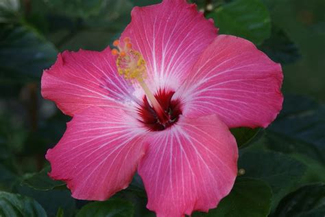 Deep Pink Hibiscus Photograph By Geralyn Palmer Pixels