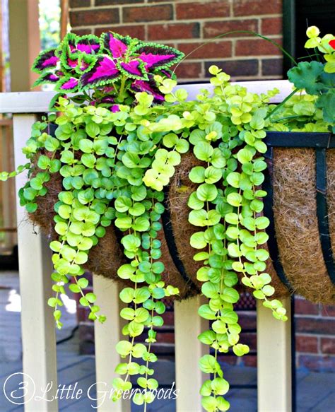 Hometalk Best Plants For Hanging Baskets