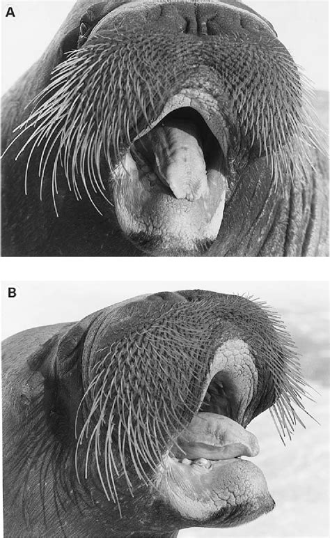 Pdf The Anatomy Of The Walrus Head Odobenus Rosmarus Part 5 The