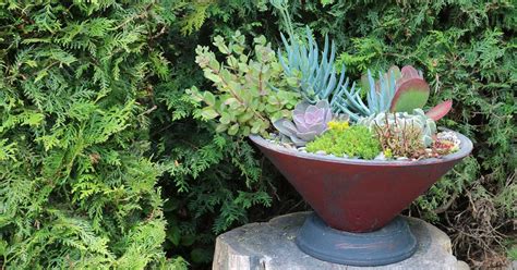 16 Succulent Planter Ideas With Plant Recommendations