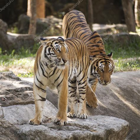 Two Bengal Tigers Stock Photo By ©kungmangkorn 111119016