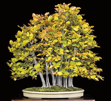 Beech Tree Bonsai