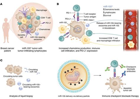 Jci Harnessing Tumorous Flaws For Immune Supremacy Is Mirna 155 The