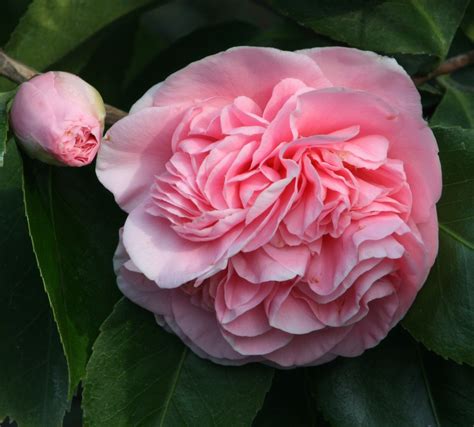 Debutante Pink Camellia Japonica Live Plant Quart Pot Ebay