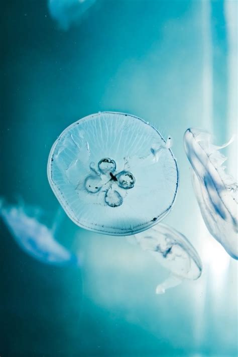 Souhailbog “jellyfishes By Wallions” Jellyfish Deep Blue Sea Sea Life