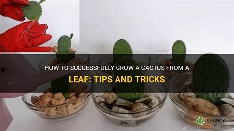 How To Successfully Grow A Cactus From A Leaf Tips And Tricks Shuncy