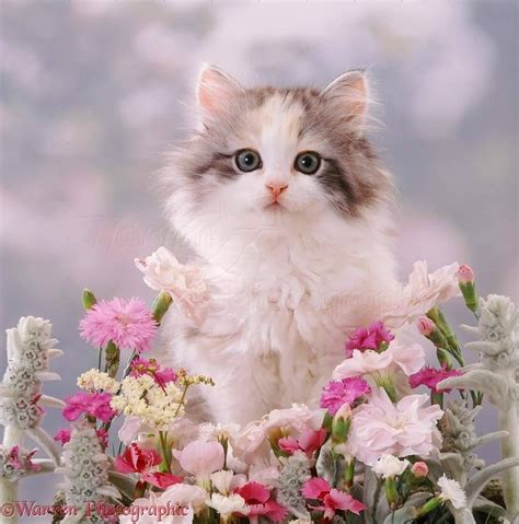 today feels like a cottage kind of day cat flowers pretty cats beautiful cats