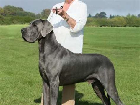 They have had all puppy shots and are ready to go. Great Dane Dogs and Puppies for sale in the UK | Pets4Homes