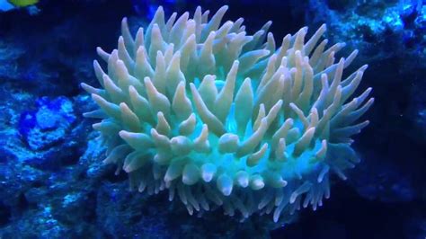 Rose Bubble Tip Anemone Youtube