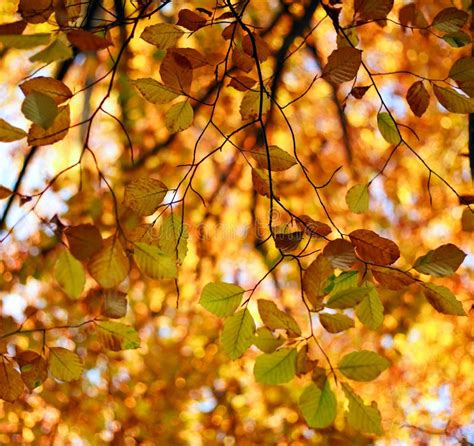 Fall Background Yellowing Foliage Of Autumn Trees In Woods Stock Photo