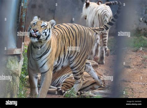 A Tiger Is Climbing The Fence To See Visitors Inside The Zoowhite