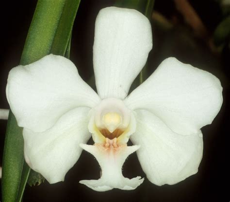 Tropical Rainforest Plants Orchids