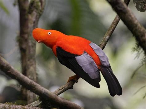 10 Exotic Birds In The Amazon Rainforest Names Photos And Information