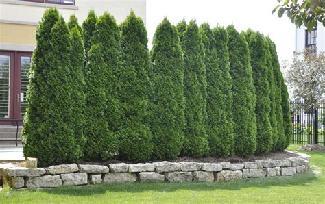 Home Housevolve Privacy Landscaping Natural Fence Evergreen Plants