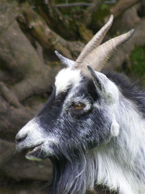Farm Goat Free Stock Photo Public Domain Pictures