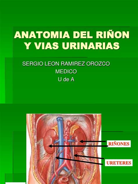Anatomia Riñonppt Riñón Sistema Urinario
