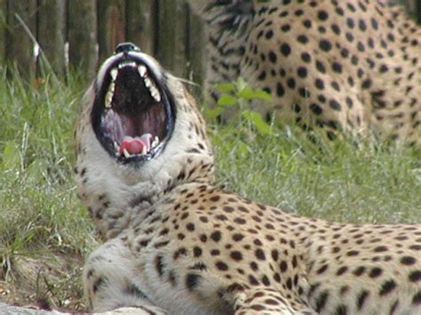 Beautiful Dangerous Wild Animals Pets Of Africa Dangerous Cheetahs Of