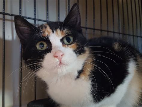 Calico Kitten Adoption Los Angeles Cat Meme Stock Pictures And Photos