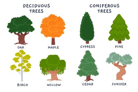 Deciduous And Coniferous Trees Definition Description And Types