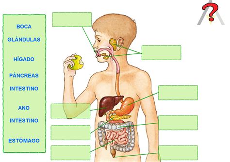 Aparato Digestivo Partes Para NiÃos Unpiro