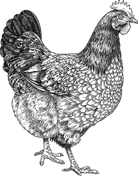 Line Drawing Chicken For Free Download Line Drawing Chicken Cartoon