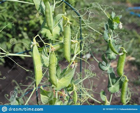 Plant Of Pea Growing In Garden Pods Peas Stock Image Image Of Food