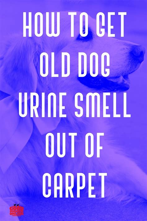 To remove lipstick from your carpet, start by scraping up large pieces with a spoon or dull knife. How to Get Old Dog Urine & Pee Smell Out of Carpet - Good ...