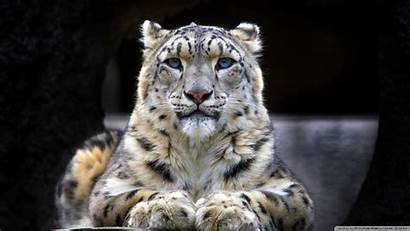 Snow Leopard Wallpapers Px