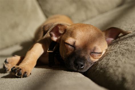 Little Dog Sleeping Chihuahua Love Chihuahua Sleeping Dogs
