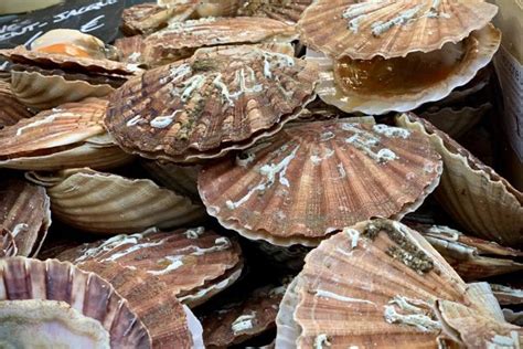 Coquille St Jacques décortiquées 500g