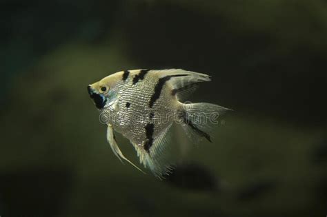 Angelfish Freshwater Angelfish Pterophyllum Scalare Stock Image