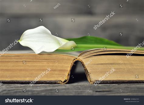 Condolence Card White Calla Lily On Stock Photo Shutterstock