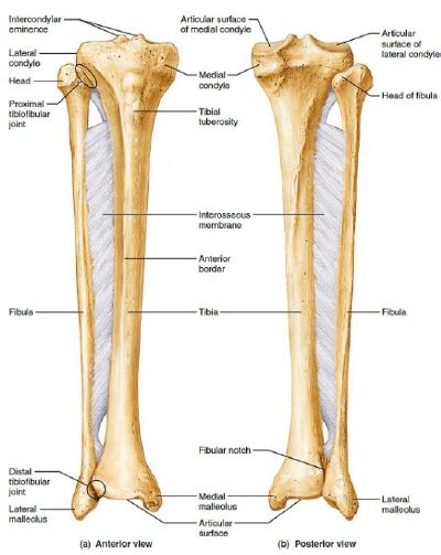 In brief, the tibia and fibula are the two long bones, which form the lower part of the leg below the knee joint. The right tibia and fibula 6 | Download Scientific Diagram