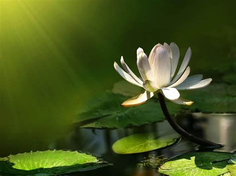 White Water Lily Flowers Photo Wallpaper Preview