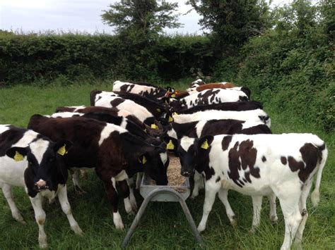 Are Calf To Beef Systems The Way Forward Agrilandie