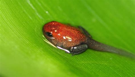 Strawberry Poison Dart Frog Life Cycle